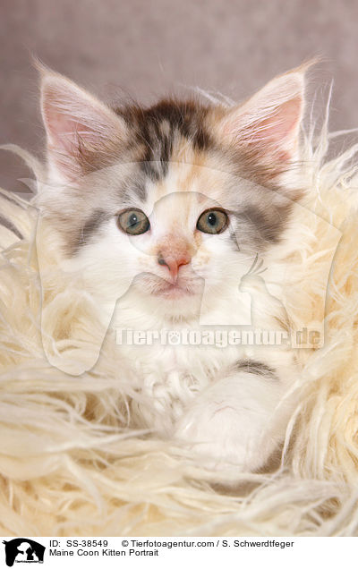 Maine Coon Ktzchen Portrait / Maine Coon Kitten Portrait / SS-38549