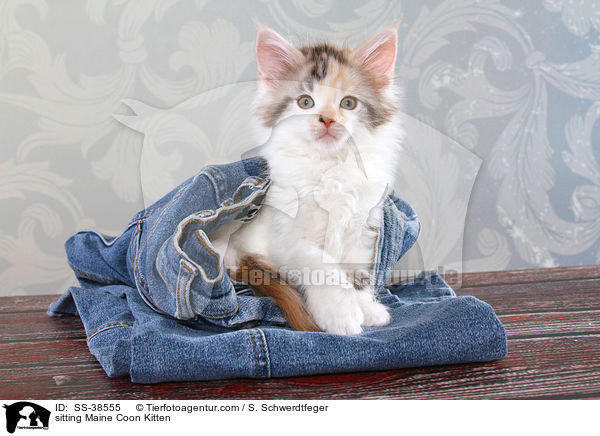 sitzendes Maine Coon Ktzchen / sitting Maine Coon Kitten / SS-38555