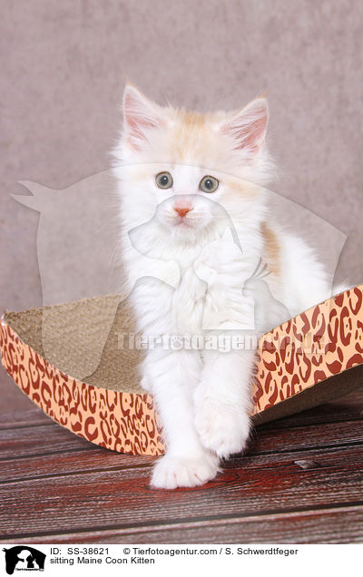 sitzendes Maine Coon Ktzchen / sitting Maine Coon Kitten / SS-38621