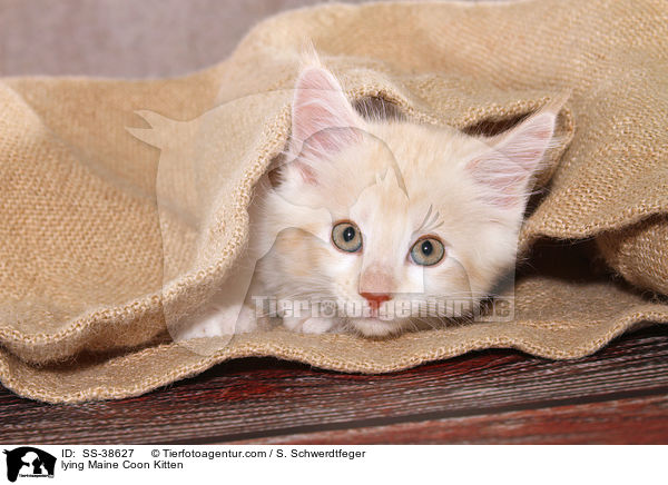 liegendes Maine Coon Ktzchen / lying Maine Coon Kitten / SS-38627