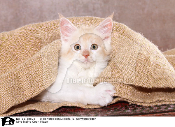 liegendes Maine Coon Ktzchen / lying Maine Coon Kitten / SS-38628