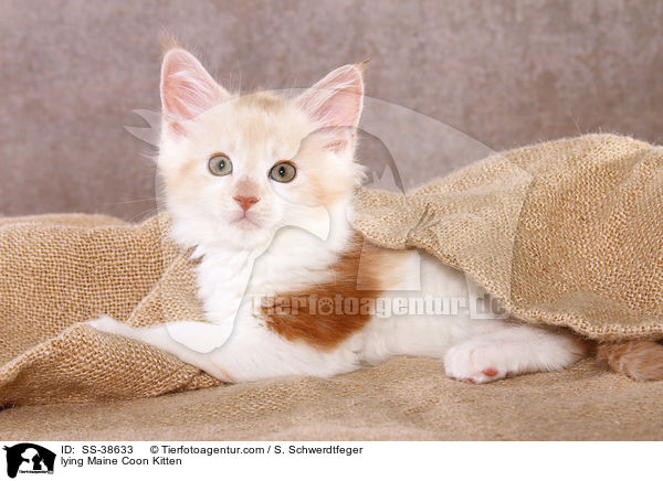 liegendes Maine Coon Ktzchen / lying Maine Coon Kitten / SS-38633