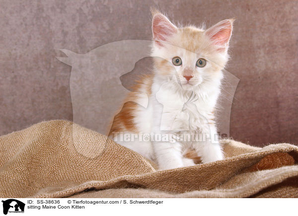 sitzendes Maine Coon Ktzchen / sitting Maine Coon Kitten / SS-38636