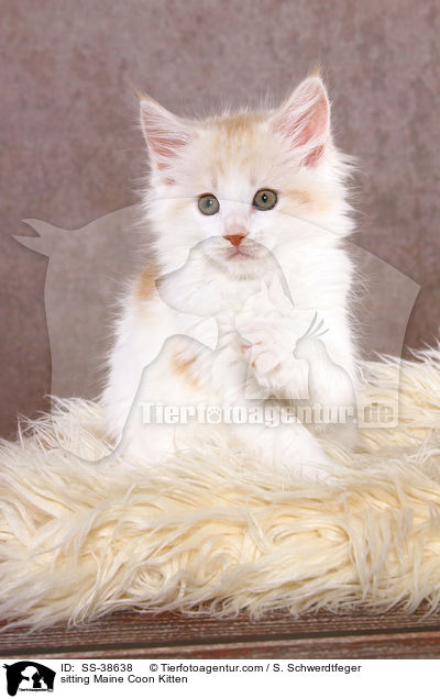 sitzendes Maine Coon Ktzchen / sitting Maine Coon Kitten / SS-38638