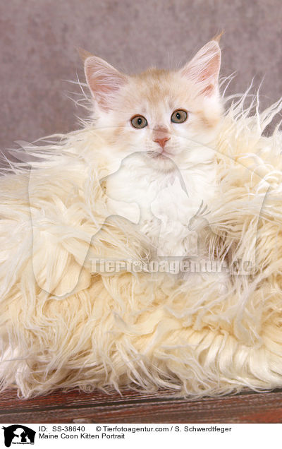 Maine Coon Ktzchen Portrait / Maine Coon Kitten Portrait / SS-38640