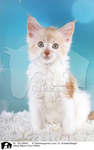 sitting Maine Coon Kitten / SS-38642