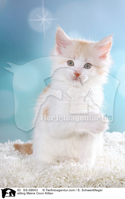 sitzendes Maine Coon Ktzchen / sitting Maine Coon Kitten / SS-38643