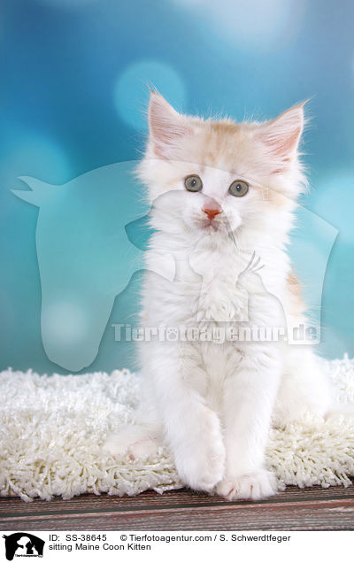 sitzendes Maine Coon Ktzchen / sitting Maine Coon Kitten / SS-38645