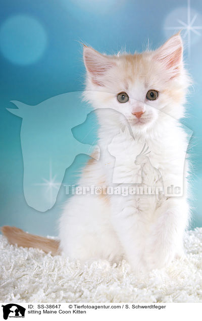 sitzendes Maine Coon Ktzchen / sitting Maine Coon Kitten / SS-38647
