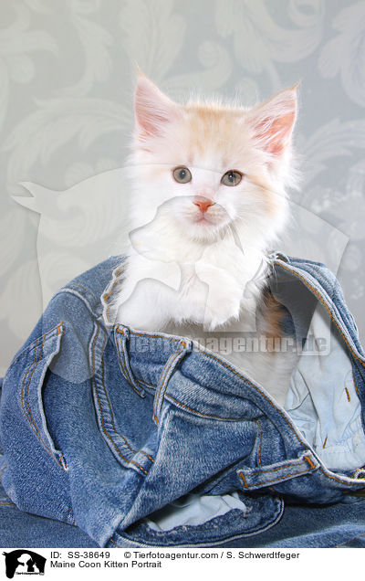 Maine Coon Ktzchen Portrait / Maine Coon Kitten Portrait / SS-38649