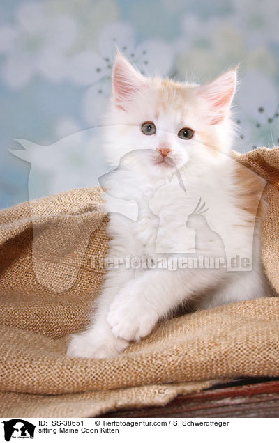 sitzendes Maine Coon Ktzchen / sitting Maine Coon Kitten / SS-38651