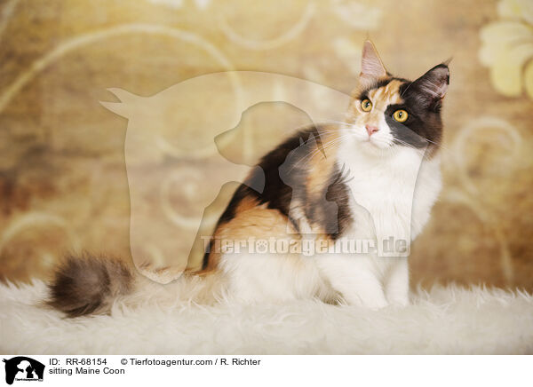 sitzende Maine Coon / sitting Maine Coon / RR-68154