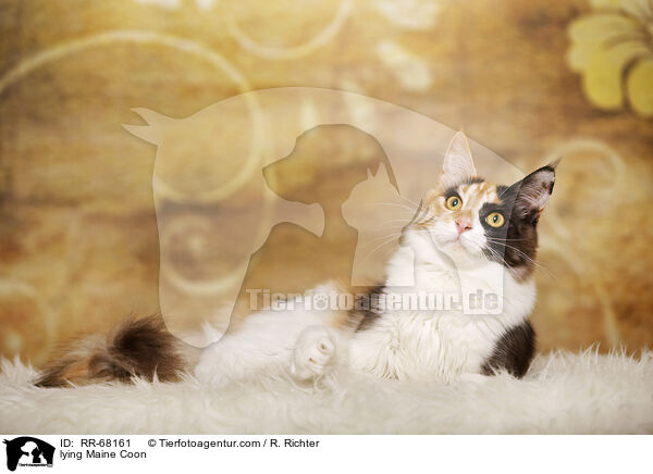 lying Maine Coon / RR-68161