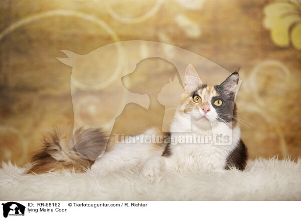 liegende Maine Coon / lying Maine Coon / RR-68162