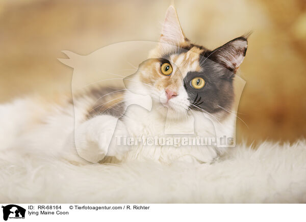lying Maine Coon / RR-68164