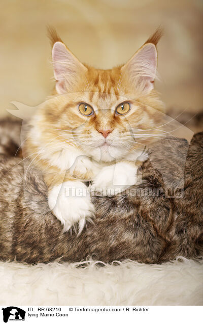 liegende Maine Coon / lying Maine Coon / RR-68210