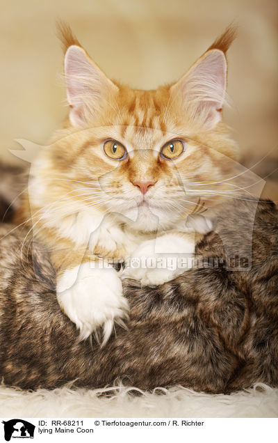 liegende Maine Coon / lying Maine Coon / RR-68211