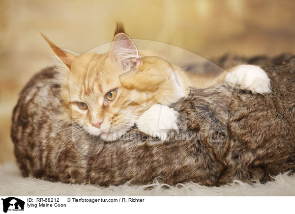 liegende Maine Coon / lying Maine Coon / RR-68212