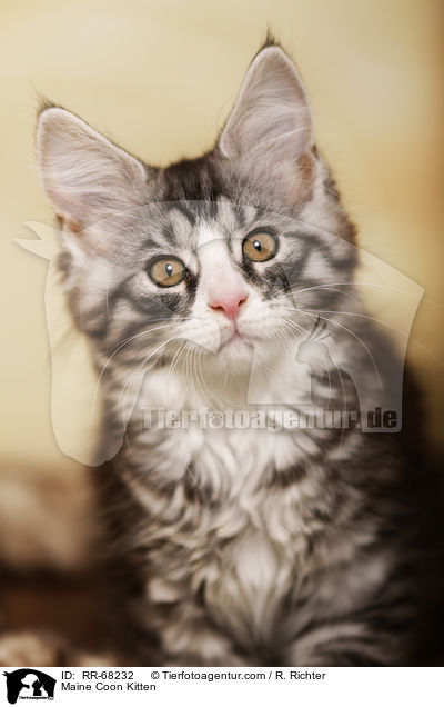 Maine Coon Kitten / RR-68232