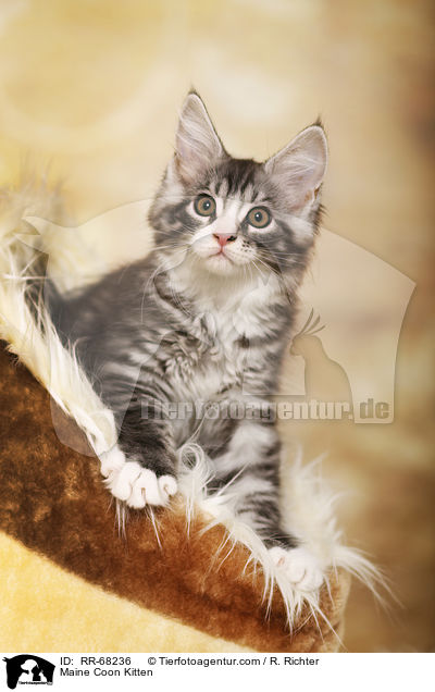 Maine Coon Ktzchen / Maine Coon Kitten / RR-68236