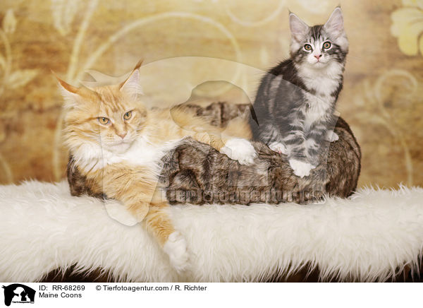 Maine Coons / Maine Coons / RR-68269