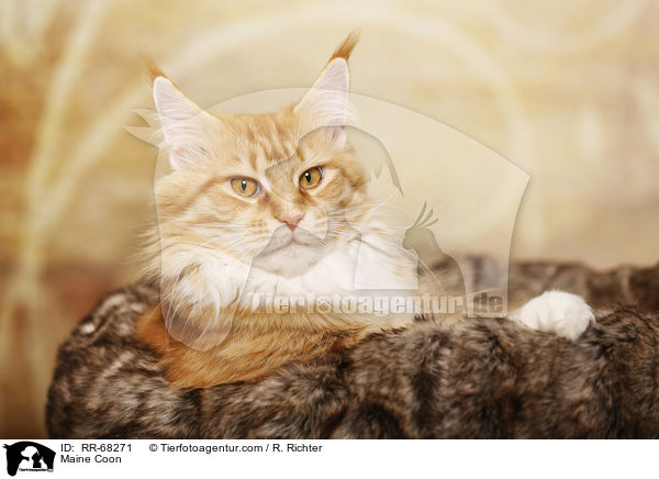 Maine Coon / Maine Coon / RR-68271