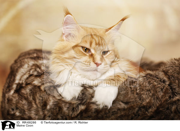 Maine Coon / Maine Coon / RR-68286