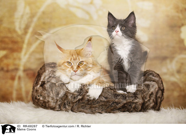 Maine Coons / Maine Coons / RR-68287