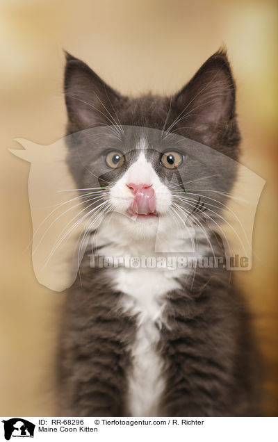 Maine Coon Ktzchen / Maine Coon Kitten / RR-68296