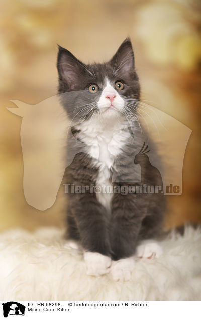 Maine Coon Ktzchen / Maine Coon Kitten / RR-68298