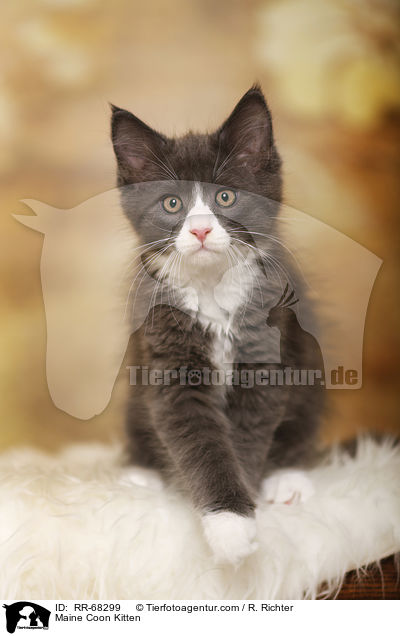 Maine Coon Ktzchen / Maine Coon Kitten / RR-68299