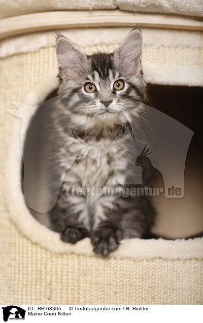 Maine Coon K�tzchen / Maine Coon Kitten / RR-68305