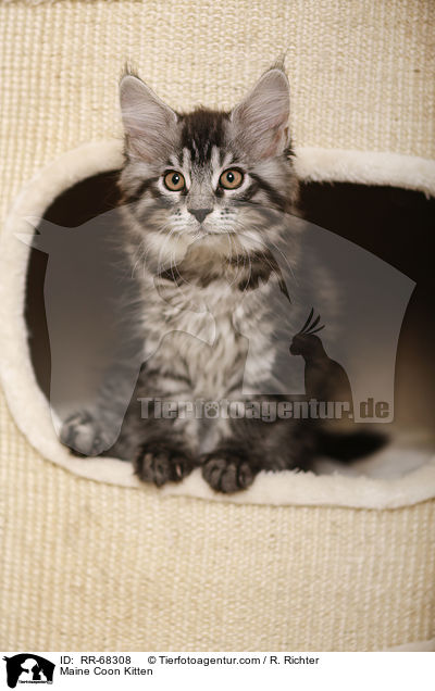 Maine Coon Ktzchen / Maine Coon Kitten / RR-68308