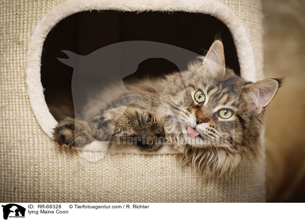 liegende Maine Coon / lying Maine Coon / RR-68328