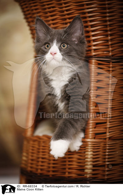 Maine Coon Ktzchen / Maine Coon Kitten / RR-68334
