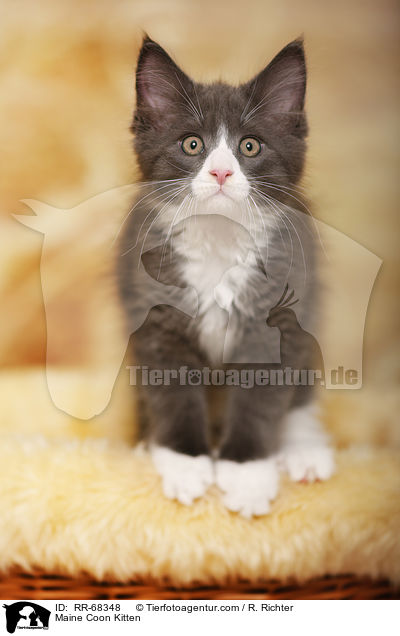 Maine Coon Ktzchen / Maine Coon Kitten / RR-68348