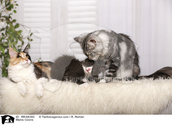 Maine Coons / Maine Coons / RR-68382