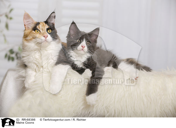 Maine Coons / Maine Coons / RR-68386