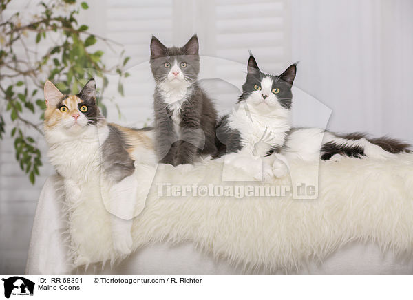 Maine Coons / RR-68391