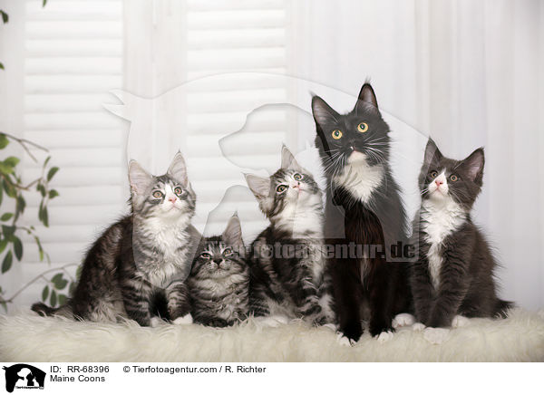 Maine Coons / Maine Coons / RR-68396