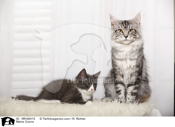 Maine Coons / Maine Coons / RR-68415