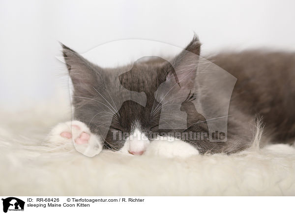 schlafendes Maine Coon Ktzchen / sleeping Maine Coon Kitten / RR-68426