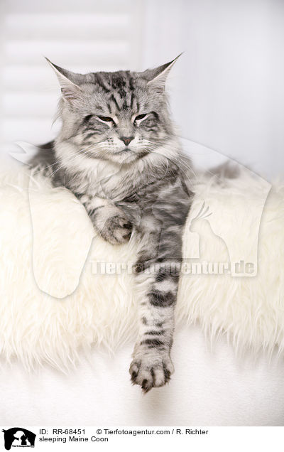 schlafende Maine Coon / sleeping Maine Coon / RR-68451