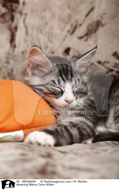 schlafendes Maine Coon Ktzchen / sleeping Maine Coon Kitten / RR-68484