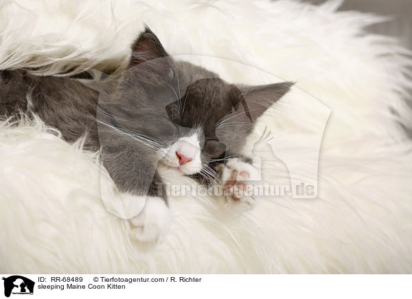 schlafendes Maine Coon Ktzchen / sleeping Maine Coon Kitten / RR-68489