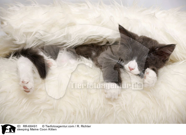 schlafendes Maine Coon Ktzchen / sleeping Maine Coon Kitten / RR-68491