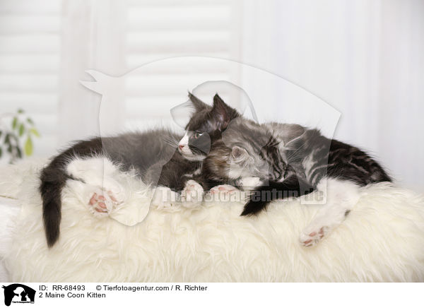 2 Maine Coon Ktzchen / 2 Maine Coon Kitten / RR-68493