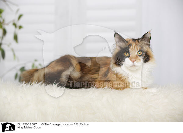 lying Maine Coon / RR-68507