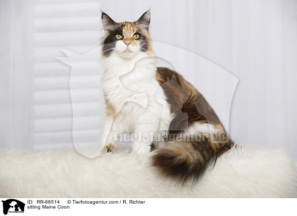 sitting Maine Coon / RR-68514