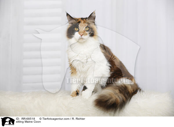 sitting Maine Coon / RR-68518